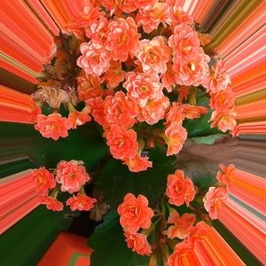 Meet your Posher, Madge